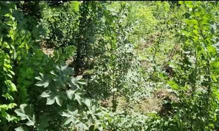 Proiectul de înfiinţare a 90 hectare de pădure prin PNRR pe malul Buzăului, blocat în urma unei modificări a legislaţiei